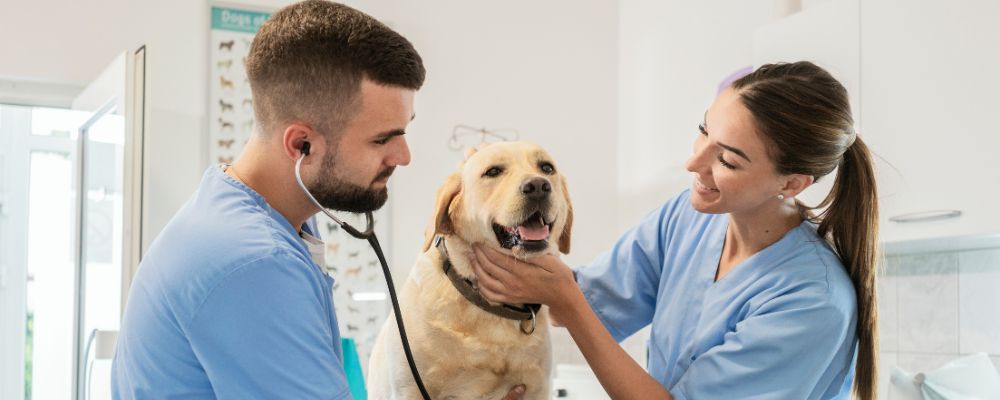Curso Auxiliar de Veterinaria