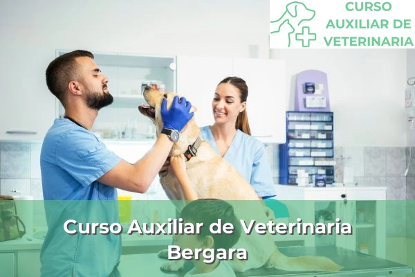 Curso Auxiliar de Veterinaria en Bergara