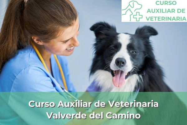 Curso Auxiliar de Veterinaria en Valverde del Camino