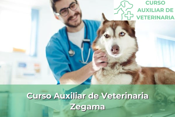 Curso Auxiliar de Veterinaria en Zegama