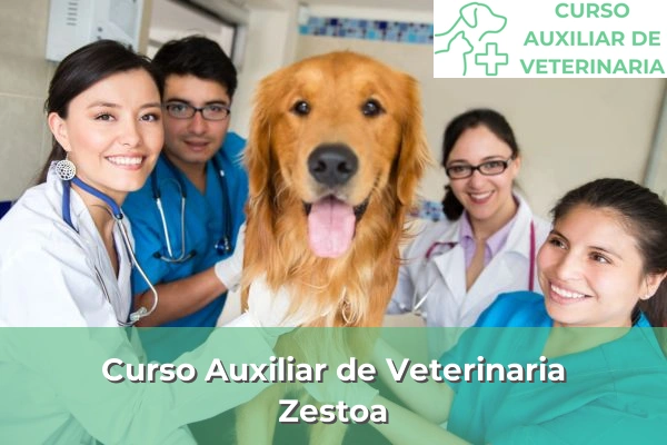 Curso Auxiliar de Veterinaria en Zestoa